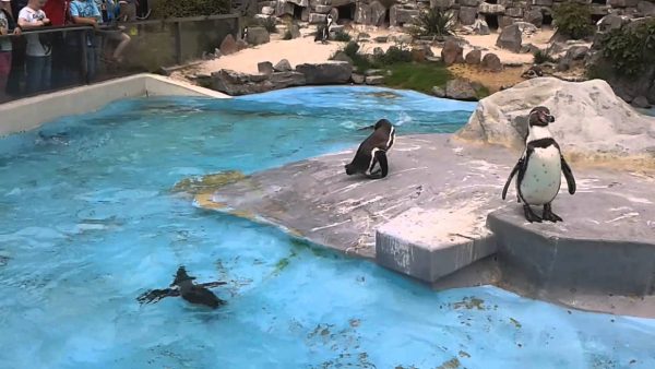 حديقة حيوان كولون